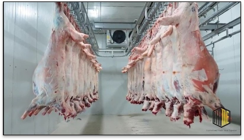 Hanging Carcass